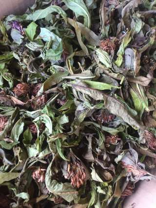 Лечение травами, грибами, ягодами