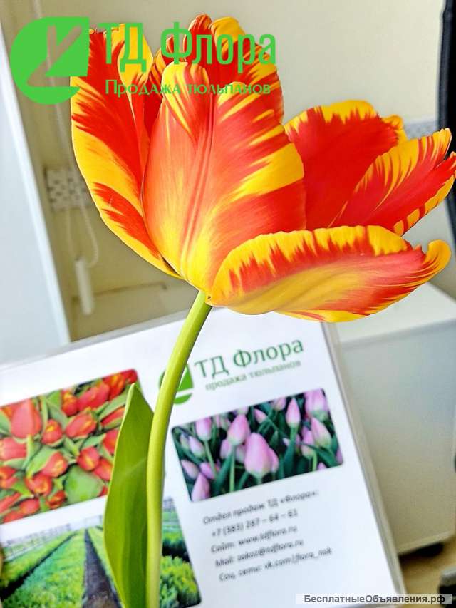 Крупные тюльпаны оптом с доставкой в Мирный, Удачный, Ленск и др г Дальнего Востока