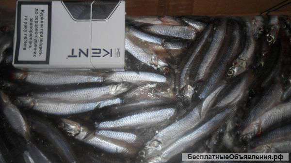 Хамса св/мор 1 сорт - Керчь