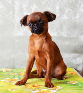 Пти-брабансон кобель для вязки