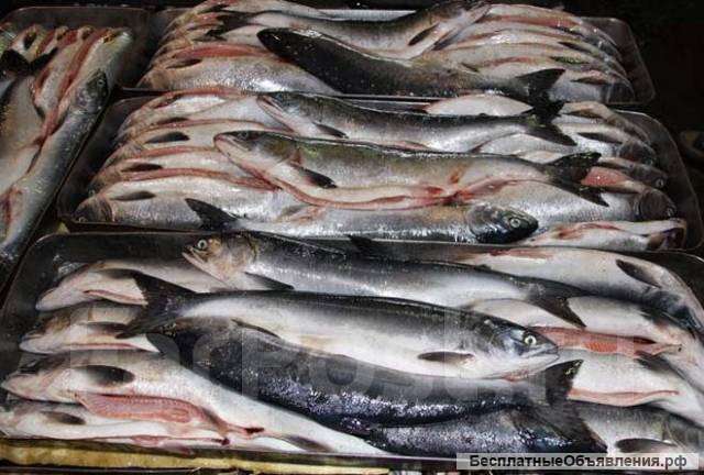 Рыба и морепродукты