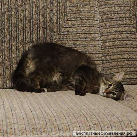 Добрый душевный кот в добрые руки