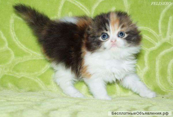 Шотландская вислоухая