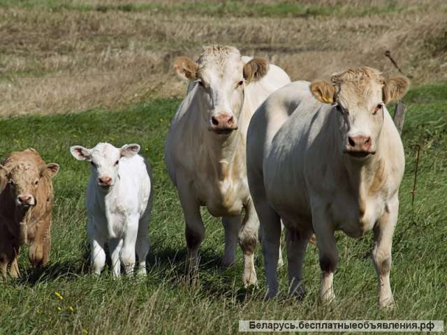 Закупаем коров, быков, лошадей живым и убойным весом у населения и организаций
