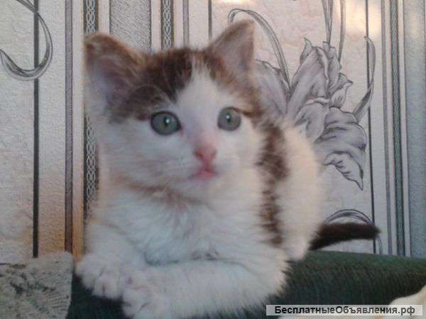 Котенок в добрые руки