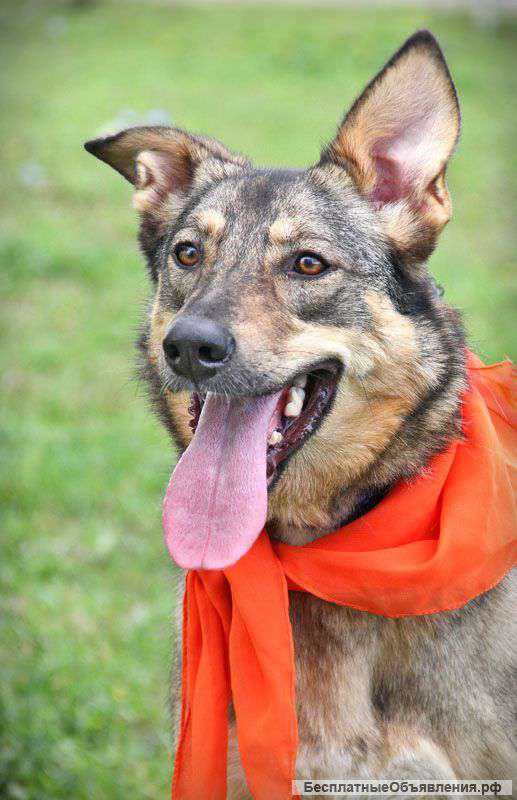 Санда - красивая, покладистая, умная собака в дар