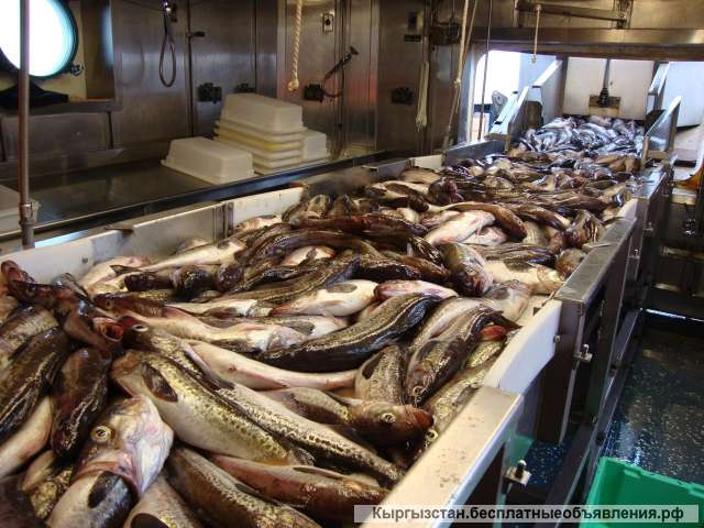 Работа на Аляске, США: Рыбный завод
