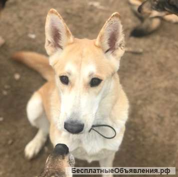 Найдена собака