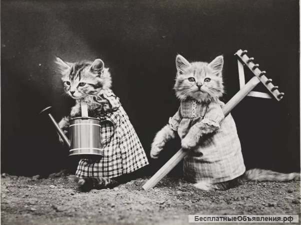 Помощник(ца) по хозяйству