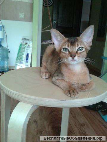 Абиссинские котята