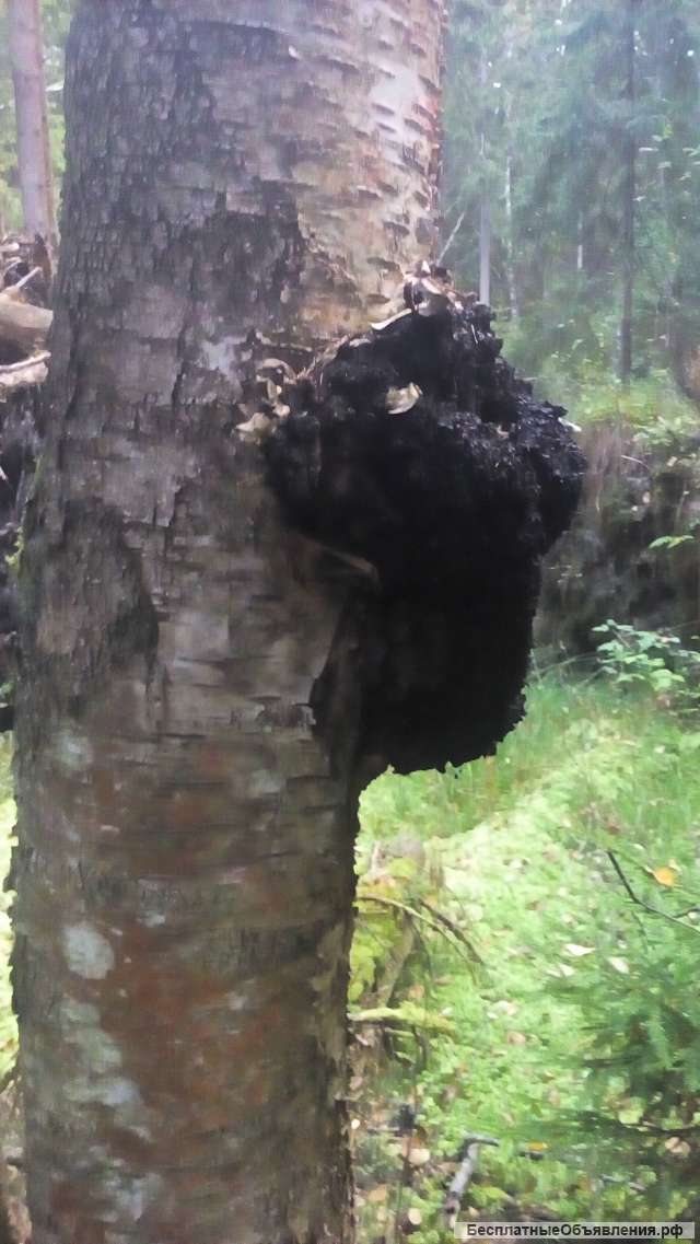 Чага