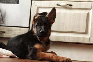 Кобель 3 мес