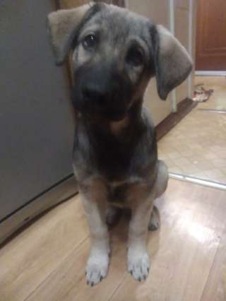 Отдам щеночка