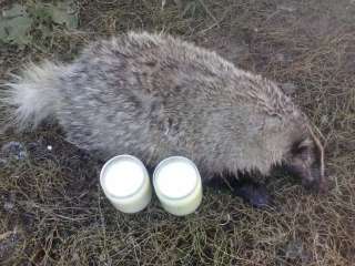 Барсучий жир