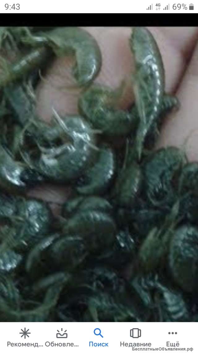 Горбунец, Гаммарус