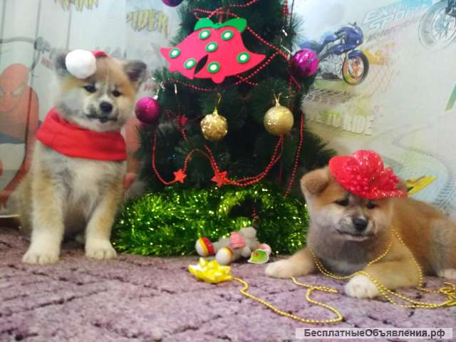 Щенки акита ину