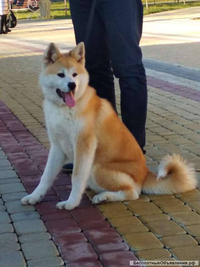 Девочка акита