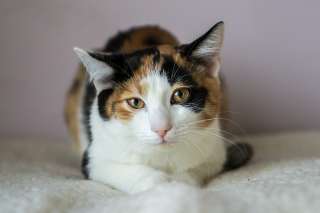 Котенок Лори в хорошие руки