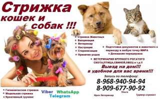 Стрижка кошек и собак выезд в Москве домашняя передержка в Москве