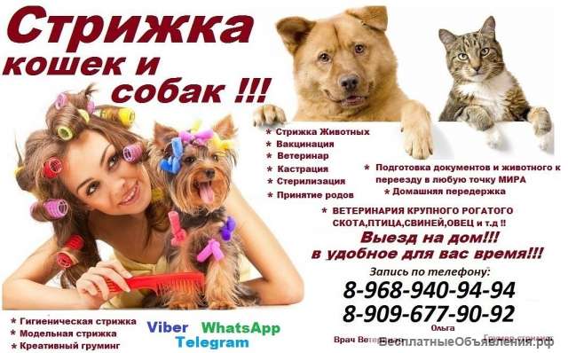 Стрижка кошек и собак выезд в Балашихе домашняя передержка в Балашихе