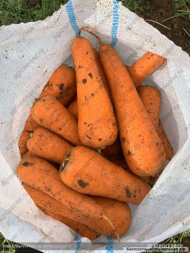 Морковь