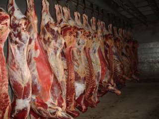 Мясо оптом напрямую с бойни. Алтайский край.