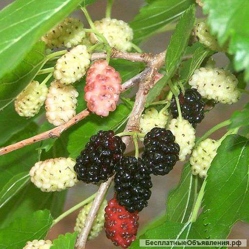 Лечебный тутовый чай