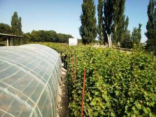 Дом с участком и бизнесом