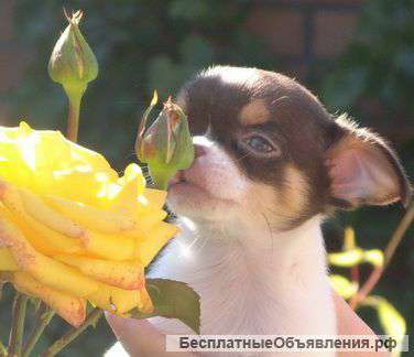 Мини девочка чихуахуа