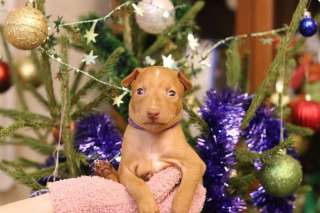 Питомник Миа Санто’c Предлагает щенков чирнеко дель Этна