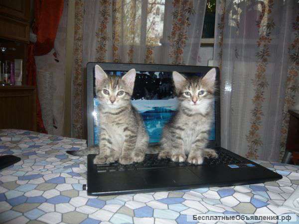 Котята