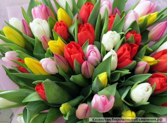Тюльпаны оптом из Беларуси к 8 Марта