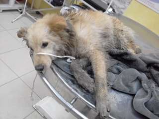 Найдена собака