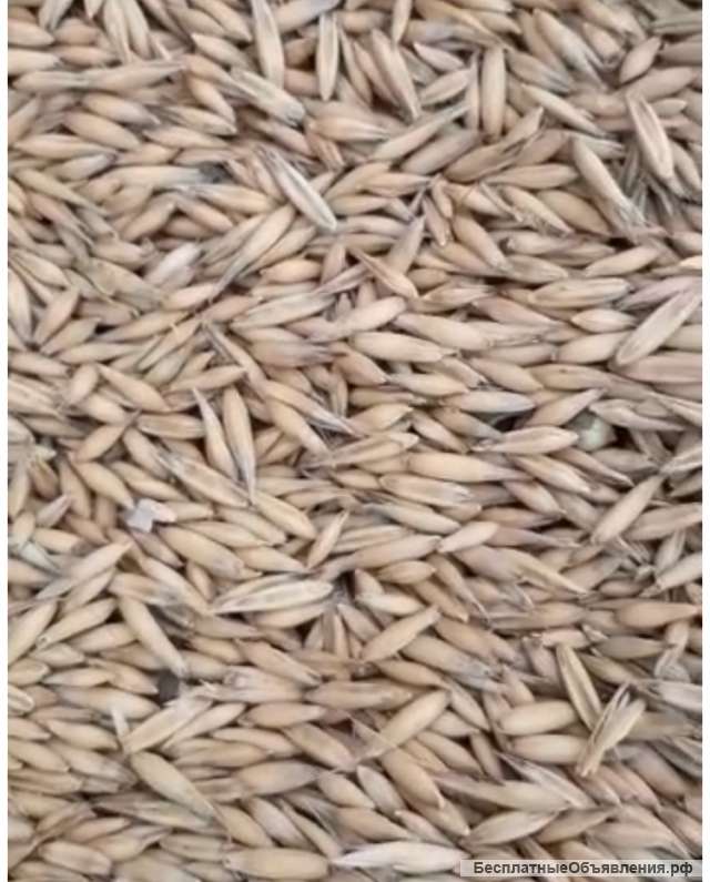 Зерно с доставкой в Тульскую область