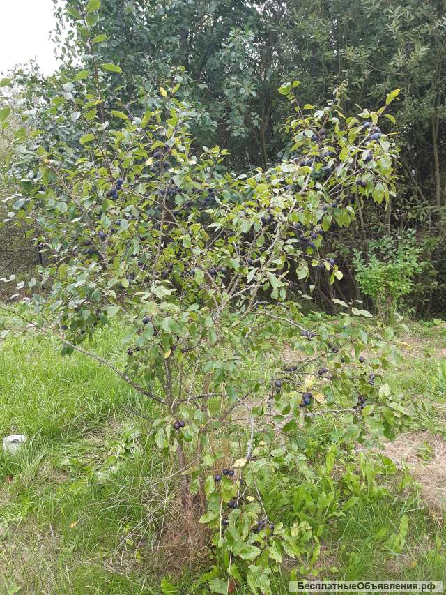 Дачный участок по Киевскому шоссе в СНТ "Жасмин"