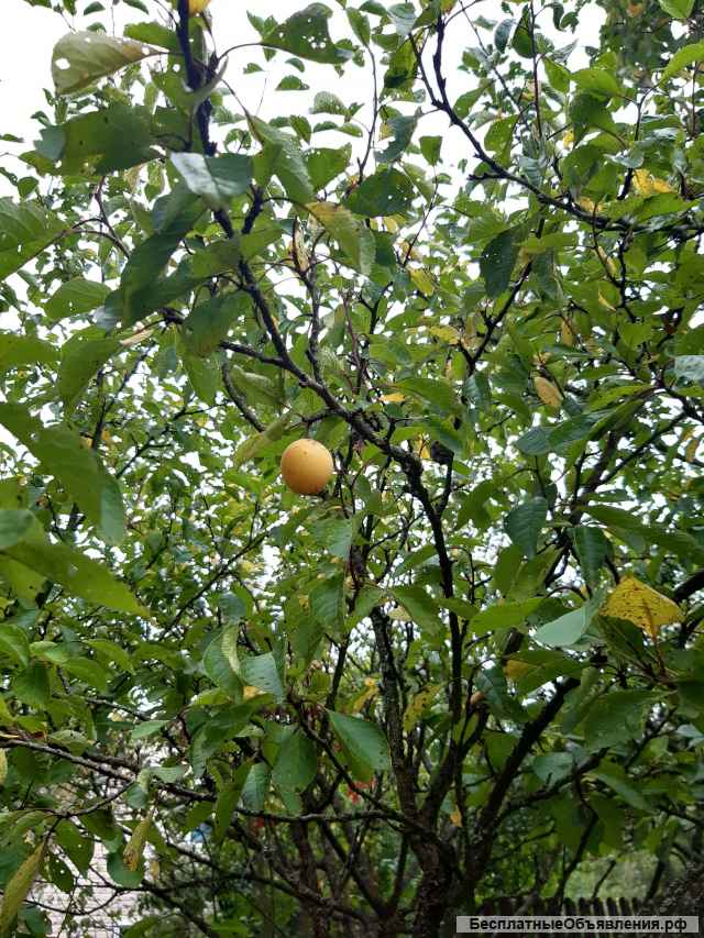 Дачный участок по Киевскому шоссе в СНТ "Жасмин"