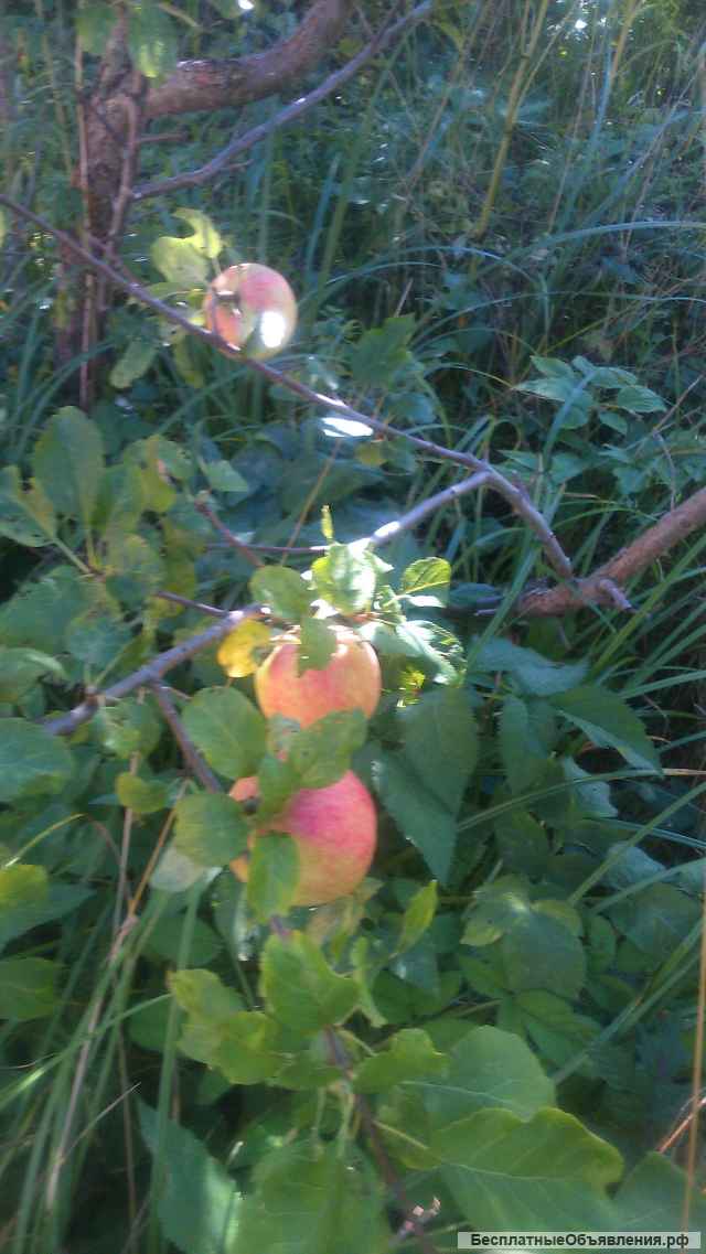 Дачный участок по Киевскому шоссе в СНТ "Жасмин"