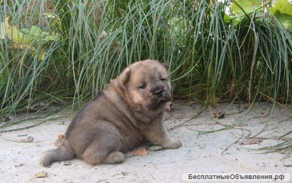 Щенки чау чау