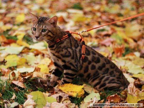 Бенгальские котята мини-леопардики