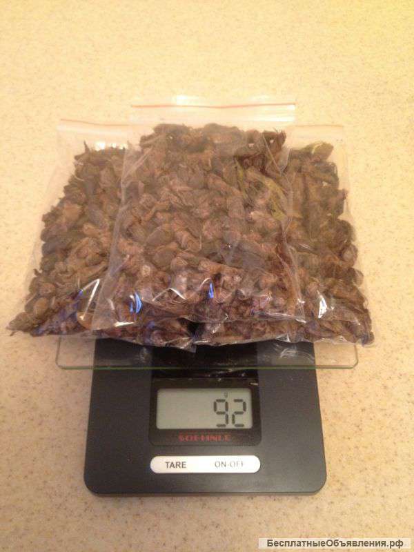 Азиатская медведка