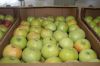 Яблоки оптом от 20 тонн