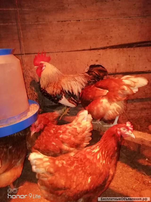 Яйцо курицы для инкубации, несушка