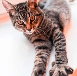 Котик Тимоша в добрые руки