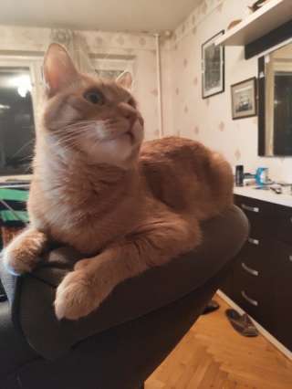 Кот Рыжий в добрые руки
