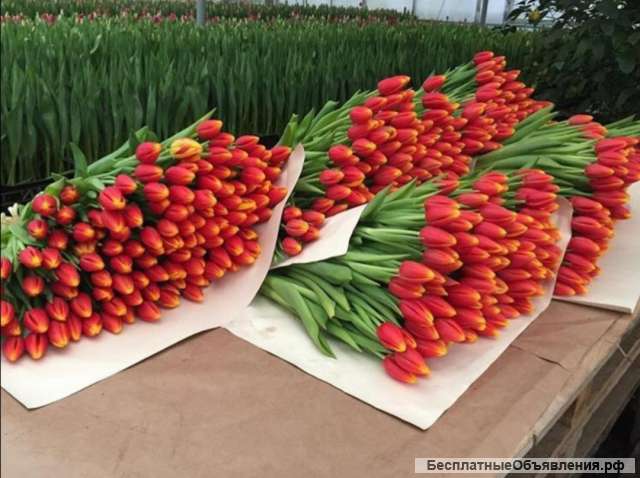 Тюльпаны оптом на 8 Марта
