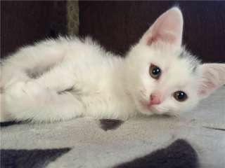 Котенок -мальчик в поиске дома