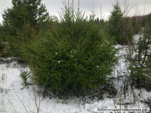 Ели на Новый год