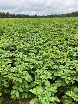 Качественный семенной и продовольственный картофель