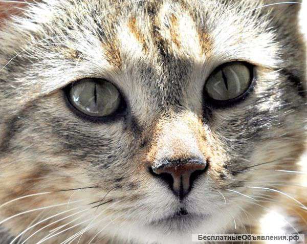 Вечелый и активный котеец Мигелька