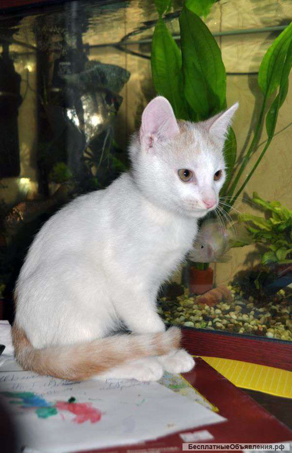 Отдам котёнка (мальчик)